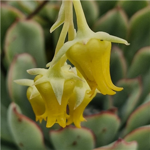 Echeveria Pulidonis